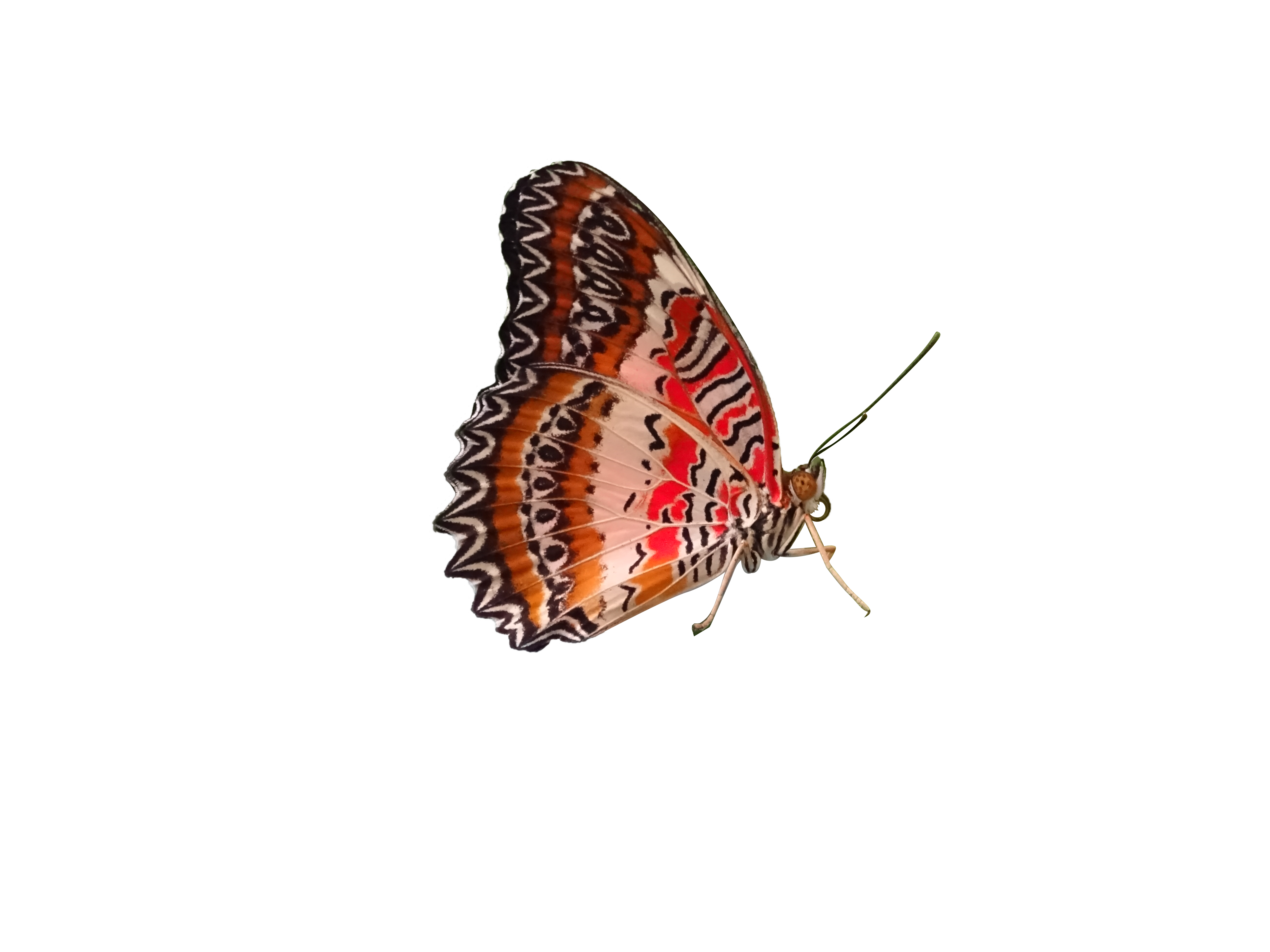 The Red Lacewing 
